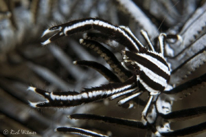 Squat Lobster.  Notice the hairs on the claws and texture... by Richard Witmer 